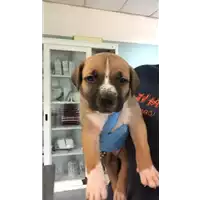Foto dell\'animale cane - Matr. 2020/0671 - Microchip 380260043535185