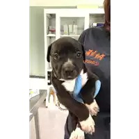 Foto dell\'animale cane - Matr. 2020/0673 - Microchip 380260043710087