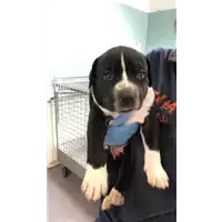 Foto dell\'animale cane - Matr. 2020/0674 - Microchip 380260043707654