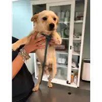 Foto dell\'animale cane - Matr. 2020/0664 - Microchip 380260043708396