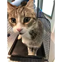 Foto dell\'animale gatto - Matr. 2020/0665 - Microchip 380260043707515