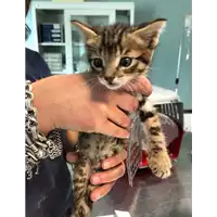 Foto dell\'animale gatto - Matr. 2020/0675 - Microchip 380260043707661