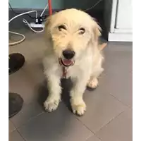 Foto dell\'animale cane - Matr. 2020/0677 - Microchip 380260043534554