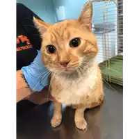 Foto dell\'animale gatto - Matr. 2020/0678 - Microchip 380260043535115