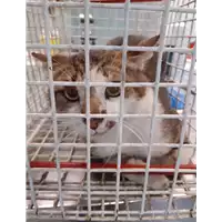 Foto dell\'animale gatto - Matr. 2020/0680 - Microchip 380260043708129