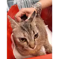 Foto dell\'animale gatto - Matr. 2020/0681 - Microchip 380260043706500