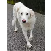 Foto dell\'animale cane - Matr. 2020/0682 - Microchip 380260043524278