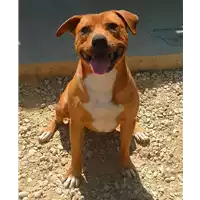 Foto dell\'animale cane - Matr. 2020/0683 - Microchip 380260043707149
