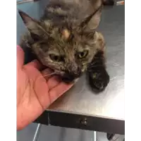 Foto dell\'animale gatto - Matr. 2020/0684 - Microchip 380260043707211