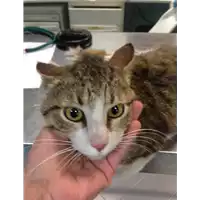 Foto dell\'animale gatto - Matr. 2020/0685 - Microchip 380260043706569