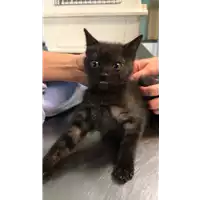 Foto dell\'animale gatto - Matr. 2020/0686 - Microchip 380260043535469