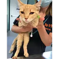 Foto dell\'animale gatto - Matr. 2020/0690 - Microchip 380260043532294