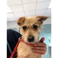 Foto dell\'animale cane - Matr. 2020/0691 - Microchip 380260043710294