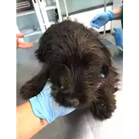 Foto dell\'animale cane - Matr. 2020/0695 - Microchip 380260043707908