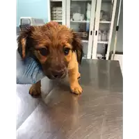 Foto dell\'animale cane - Matr. 2020/0694 - Microchip 380260043708072