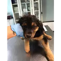 Foto dell\'animale cane - Matr. 2020/0693 - Microchip 380260043708101
