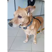 Foto dell\'animale cane - Matr. 2020/0692 - Microchip 981100000505771