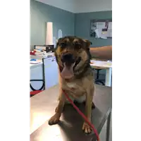 Foto dell\'animale cane - Matr. 2020/0696 - Microchip 380260043708034