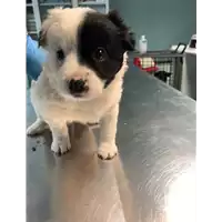 Foto dell\'animale cane - Matr. 2020/0698 - Microchip 380260043707559