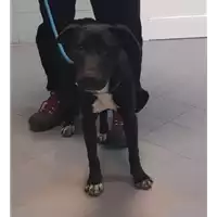 Foto dell\'animale cane - Matr. 2019/2789 - Microchip 380260043707938