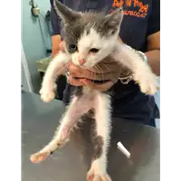 Foto dell\'animale gatto - Matr. 2020/0702 - Microchip 380260043710306
