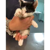 Foto dell\'animale gatto - Matr. 2020/0701 - Microchip 380260043707917