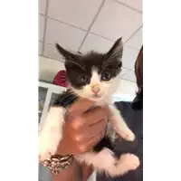 Foto dell\'animale gatto - Matr. 2020/0700 - Microchip 380260043707891