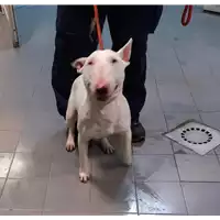 Foto dell\'animale cane - Matr. 2020/0179 - Microchip 380260043631796