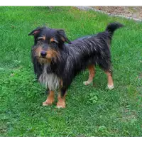 Foto dell\'animale cane - Matr. 2016/0054 - Microchip 380260002277772