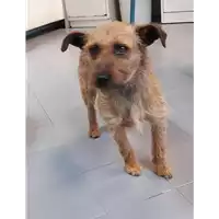 Foto dell\'animale cane - Matr. 2020/0705 - Microchip 380260043707749