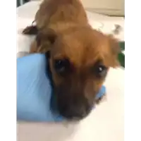 Foto dell\'animale cane - Matr. 2020/0706 - Microchip 380260043710437