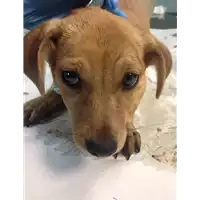 Foto dell\'animale cane - Matr. 2020/0707 - Microchip 380260043707992