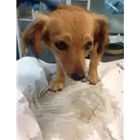 Foto dell\'animale cane - Matr. 2020/0708 - Microchip 380260043709943