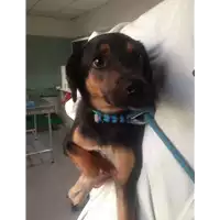 cane - Matr. 2020/0416 - Microchip 380260004900533