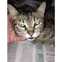 Foto dell\'animale gatto - Matr. 2020/0713 - Microchip 380260043769630