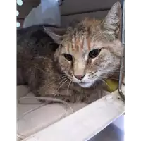 Foto dell\'animale gatto - Matr. 2020/0714 - Microchip 380260043770242