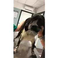 Foto dell\'animale cane - Matr. 2020/0715 - Microchip 380260043709520