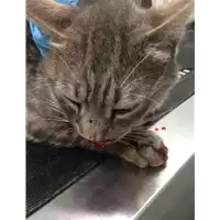Foto dell\'animale gatto - Matr. 2020/0716 - Microchip 380260043707966
