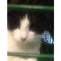 Foto dell\'animale gatto - Matr. 2020/0717 - Microchip 380260043708295