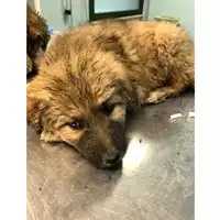 Foto dell\'animale cane - Matr. 2020/0719 - Microchip 380260043708210