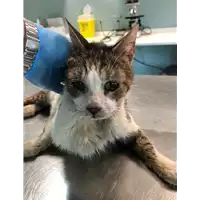 Foto dell\'animale gatto - Matr. 2020/0720 - Microchip 380260043708030