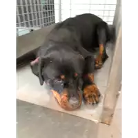 Foto dell\'animale cane - Matr. 2020/0721 - Microchip 380260043708019