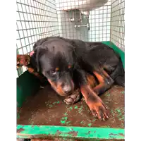 Foto dell\'animale cane - Matr. 2020/0722 - Microchip 380260043710085