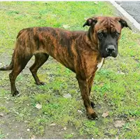 Foto dell\'animale cane - Matr. 2020/0724 - Microchip 380260043708407
