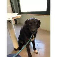 Foto dell\'animale cane - Matr. 2020/0726 - Microchip 380260043709657