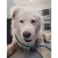 Foto dell\'animale cane - Matr. 2020/0729 - Microchip 380260043708137