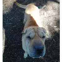 Foto dell\'animale cane - Matr. 2020/0035 - Microchip 380260000499161