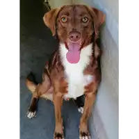 Foto dell\'animale cane - Matr. 2020/0071 - Microchip 380260043853866