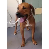 Foto dell\'animale cane - Matr. 2017/0435 - Microchip 380260043146577