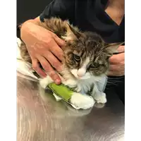Foto dell\'animale gatto - Matr. 2020/0727 - Microchip 380260043710308